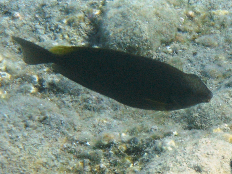 Siganus luridus (Pesce coniglio) - specie lessepsiana